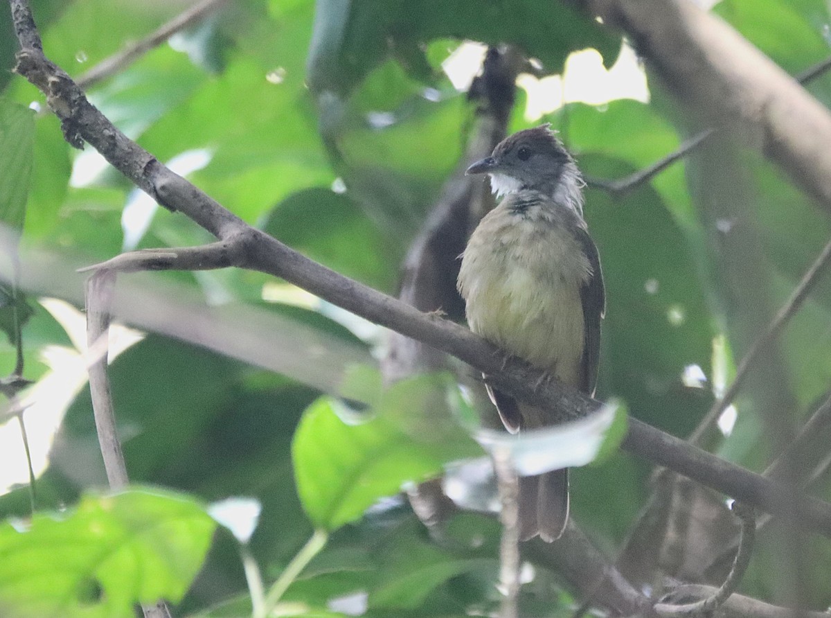 Gray-cheeked Bulbul - ML626188804