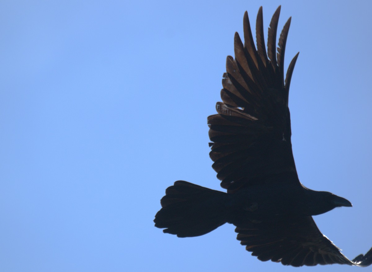 Common Raven - Nestor Herrera