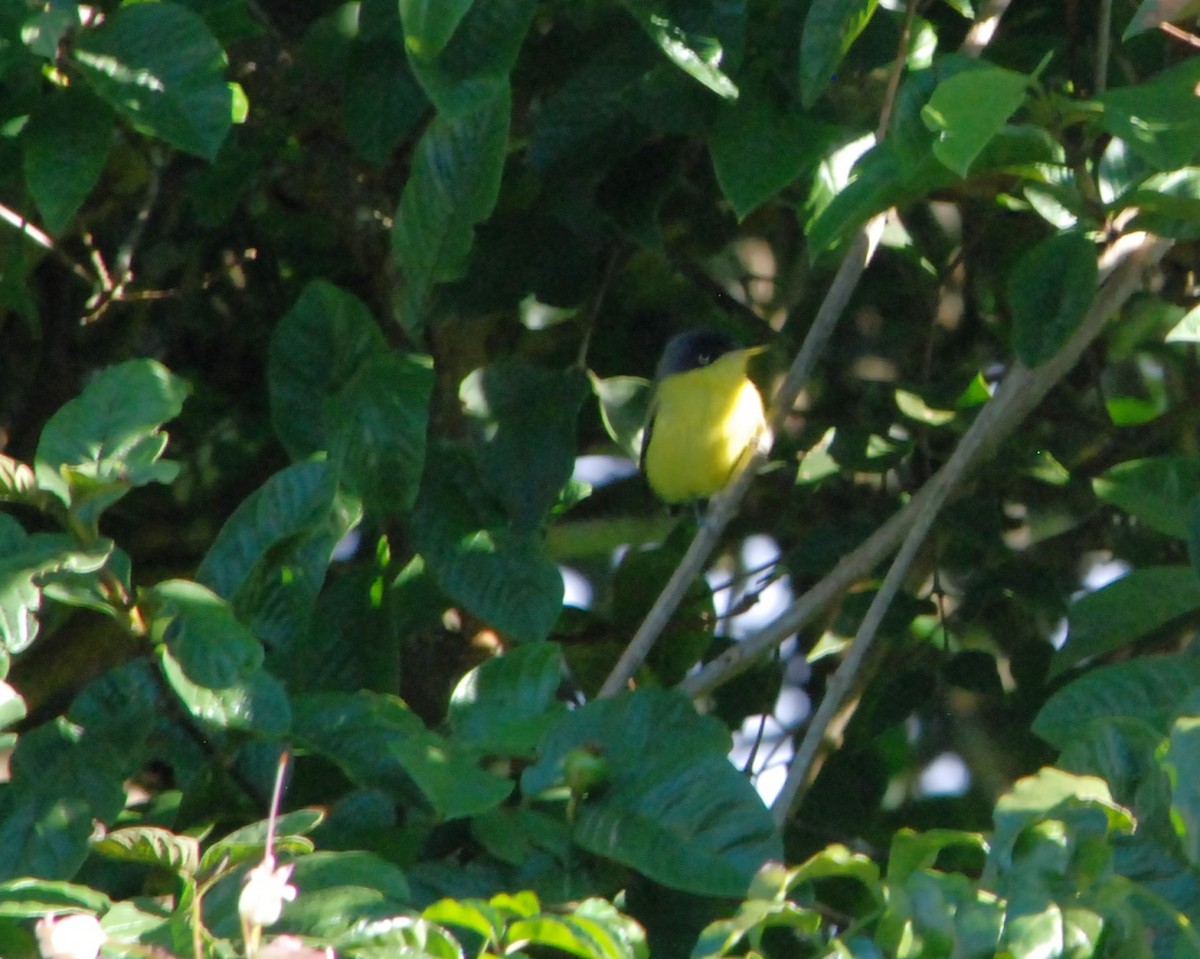 Common Tody-Flycatcher - ML626189056