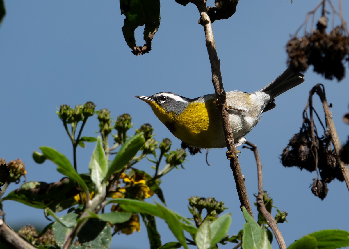Crescent-chested Warbler - ML626189075