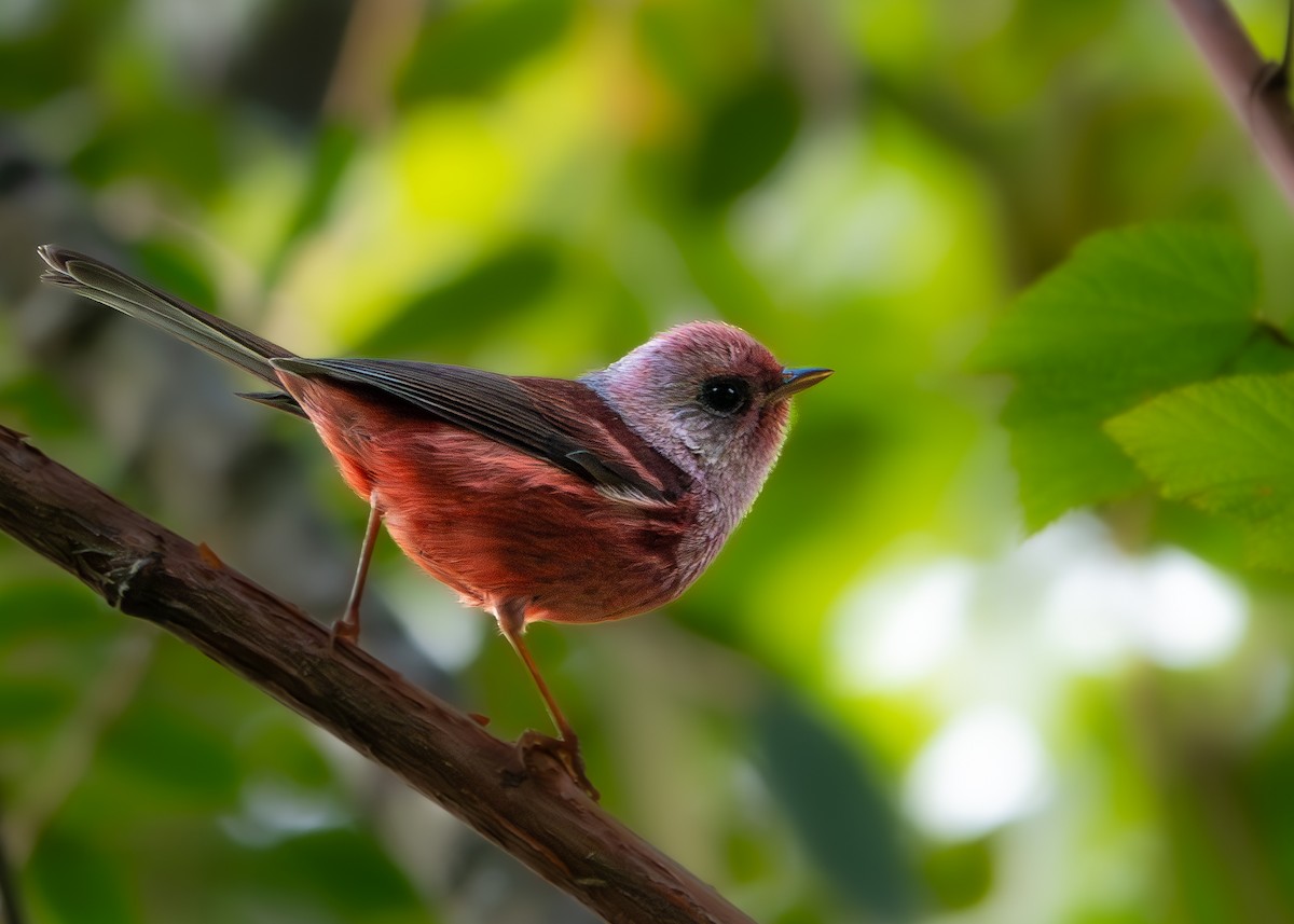 Pink-headed Warbler - ML626189086