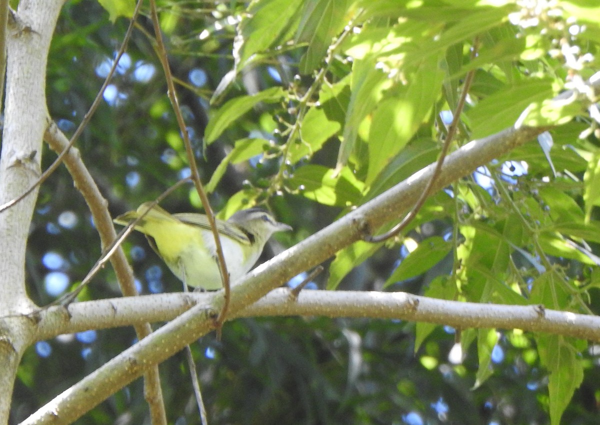 Chivi Vireo (migratory) - ML626189229