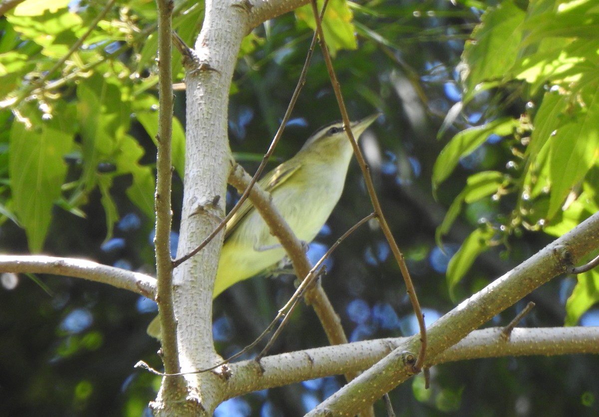 Chivi Vireo (migratory) - ML626189230