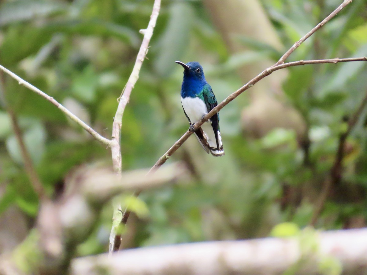 White-necked Jacobin - ML626189614