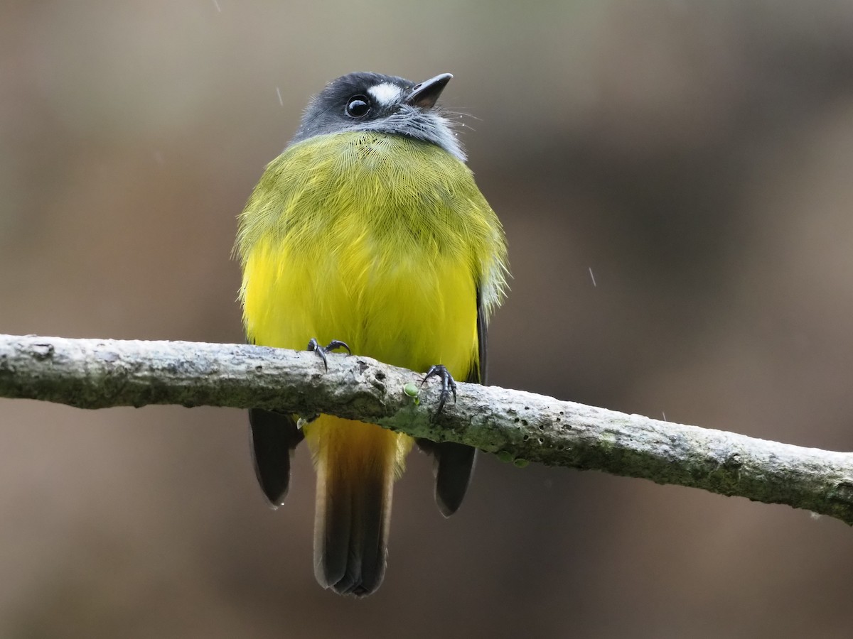 Ornate Flycatcher - ML626189686