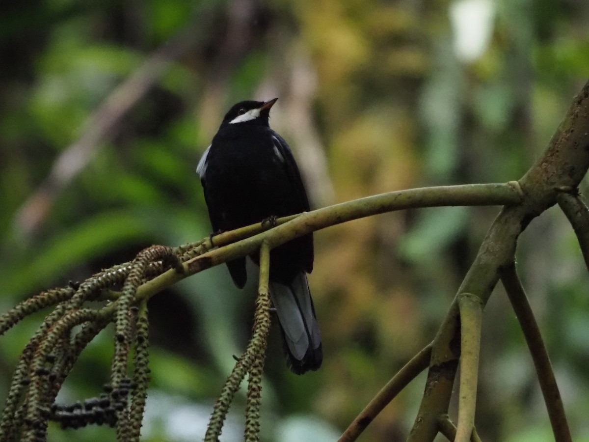 Black Solitaire - ML626189705