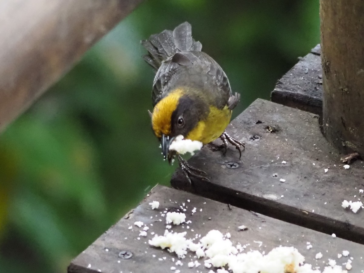 Choco Brushfinch - ML626189714