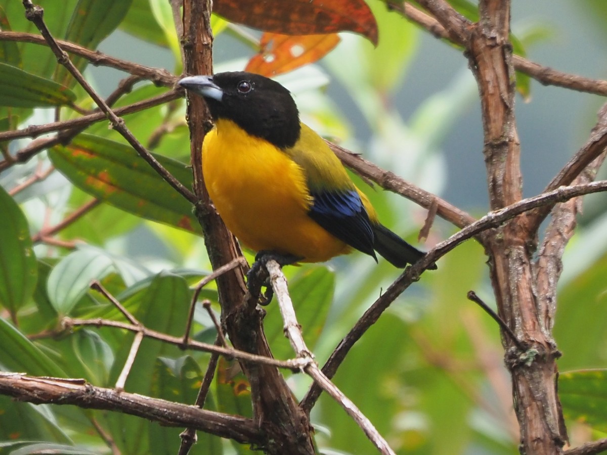 Black-chinned Mountain Tanager - ML626189724