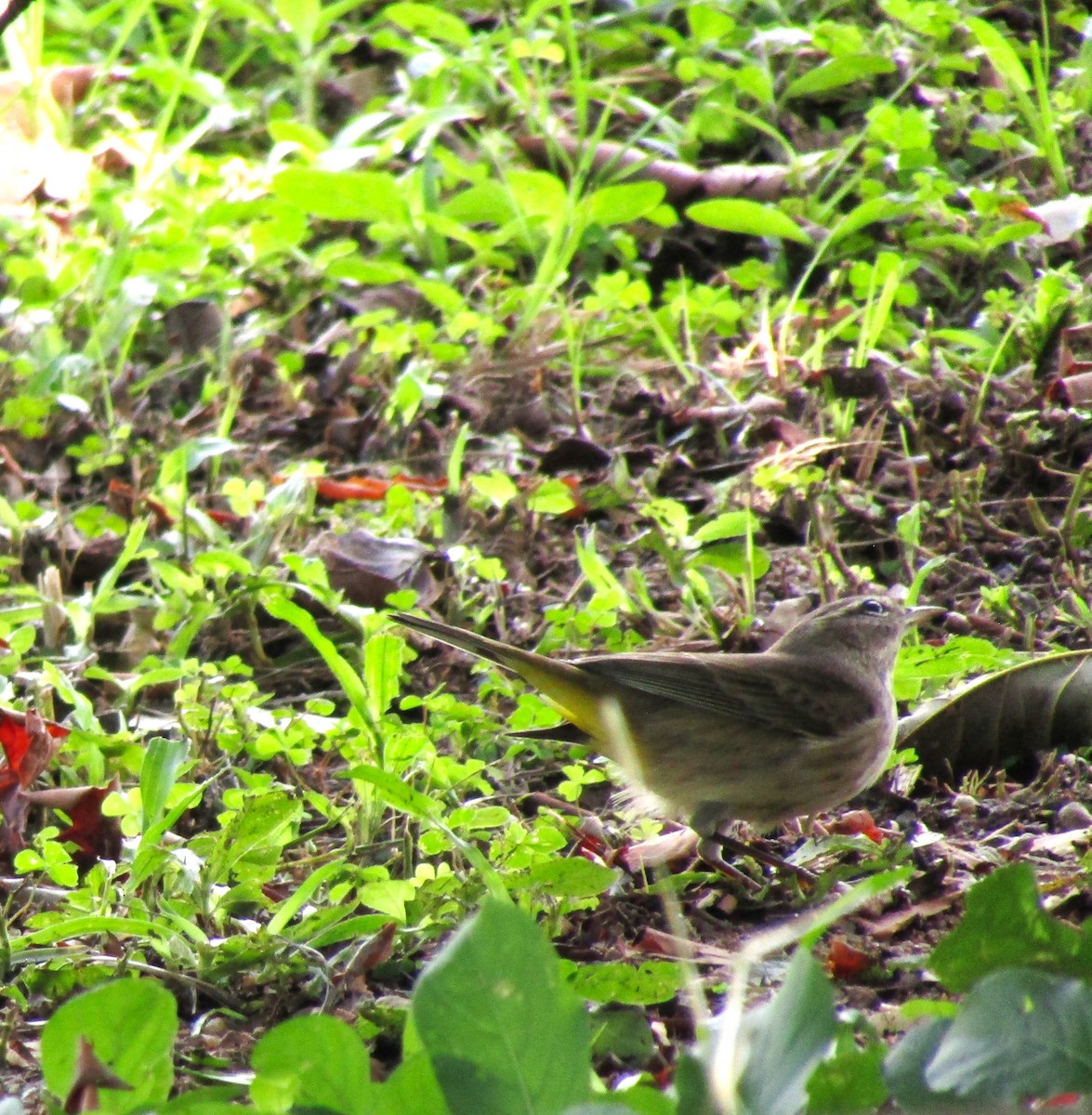 Palm Warbler (Western) - ML626189773