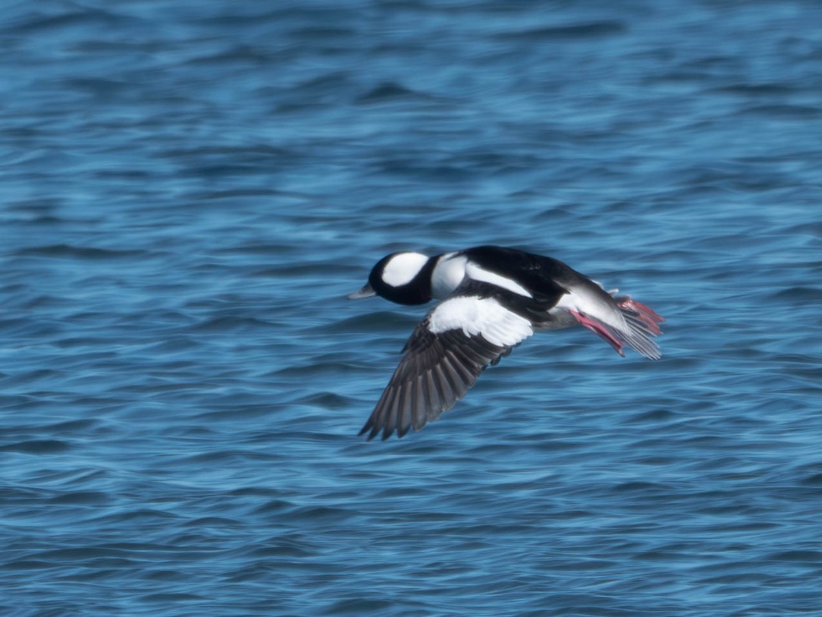 Bufflehead - ML626189832