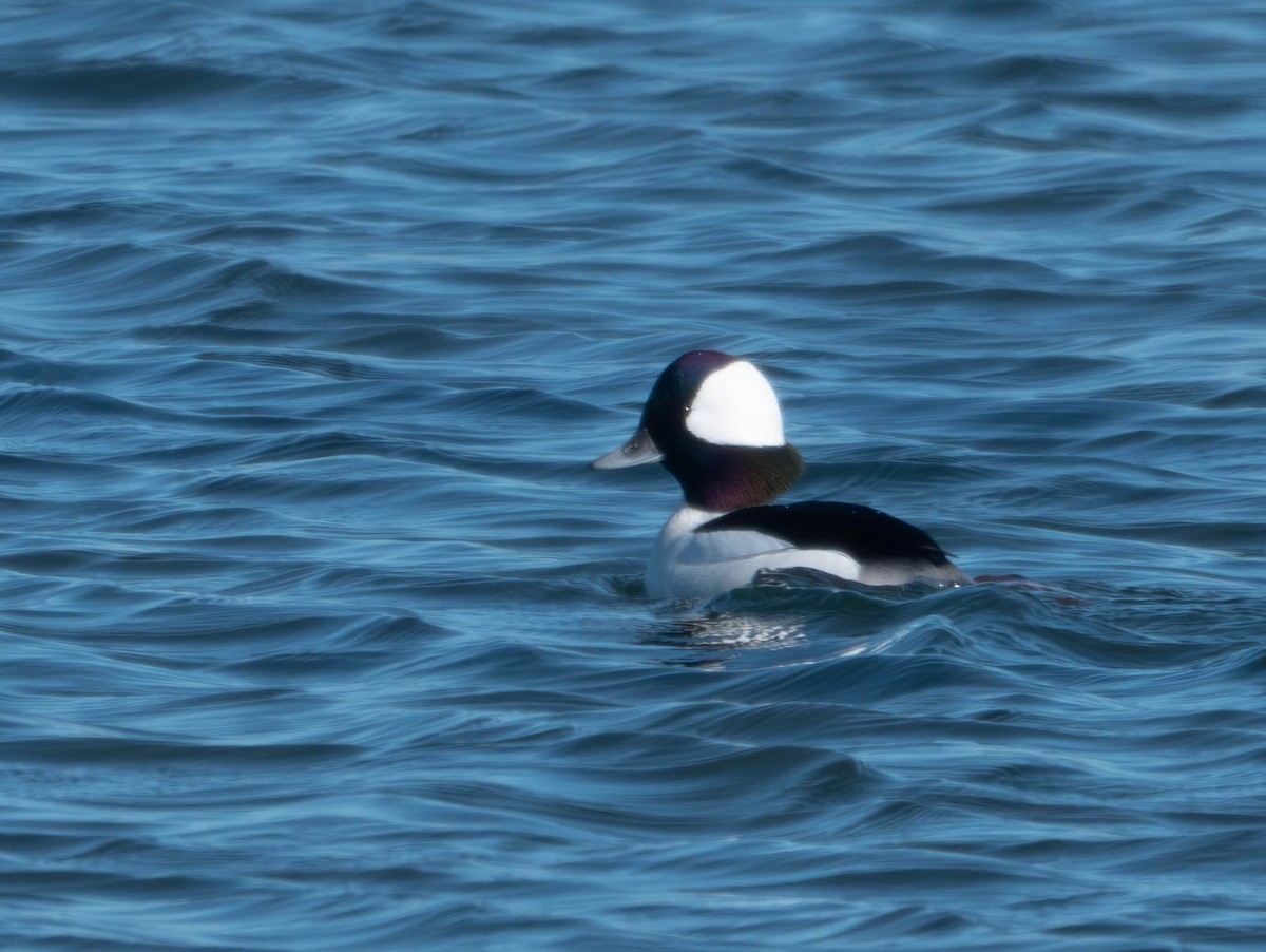 Bufflehead - ML626189833