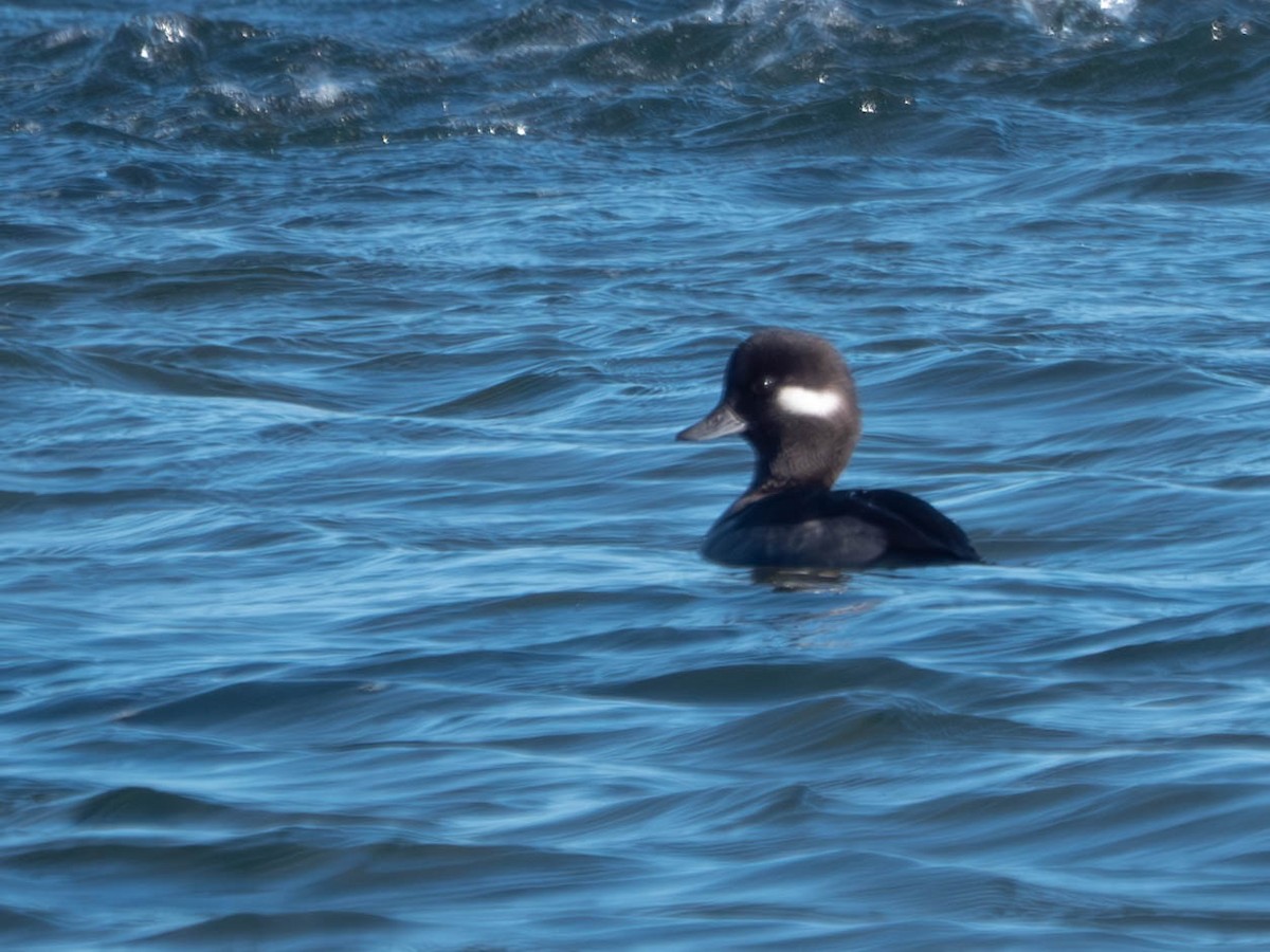 Bufflehead - ML626189834