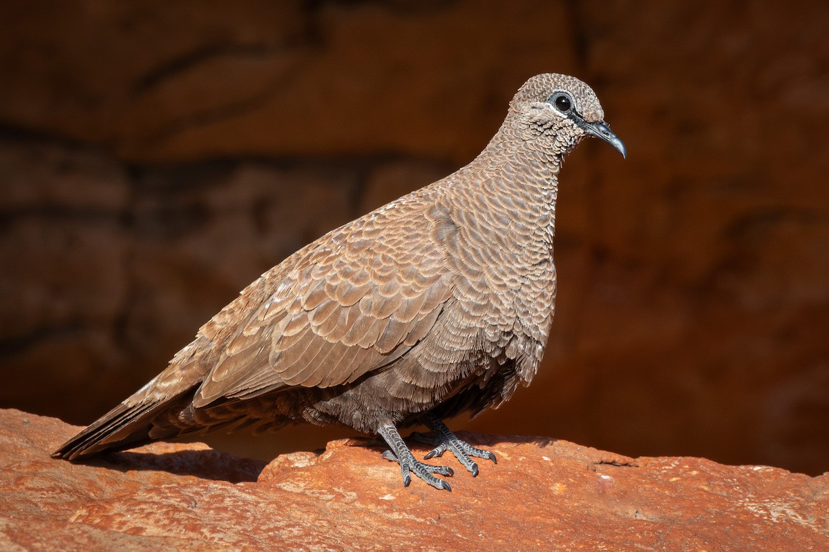 White-quilled Rock-Pigeon - ML626189876