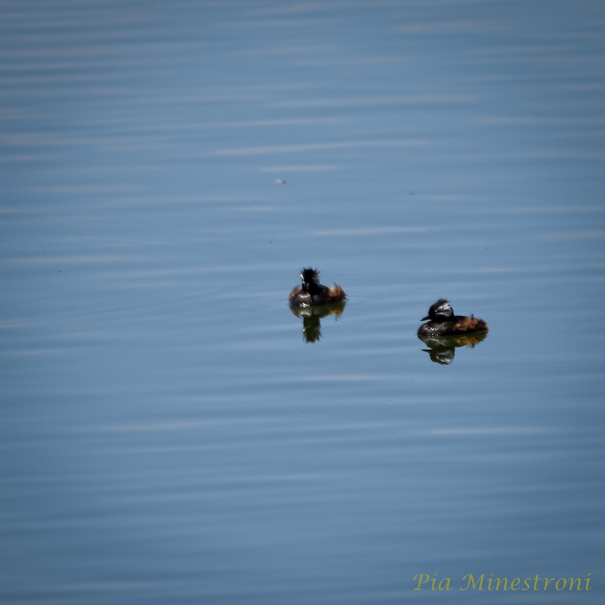 White-tufted Grebe - ML626189992