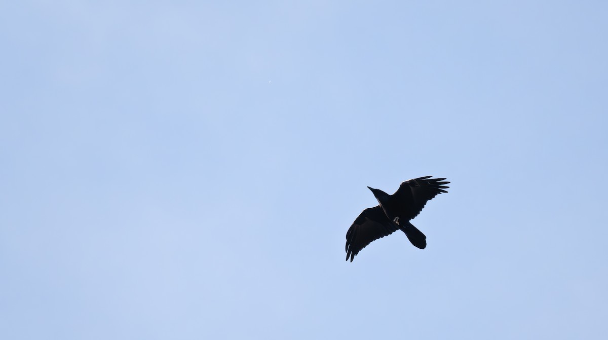 Common Raven - ML626190227