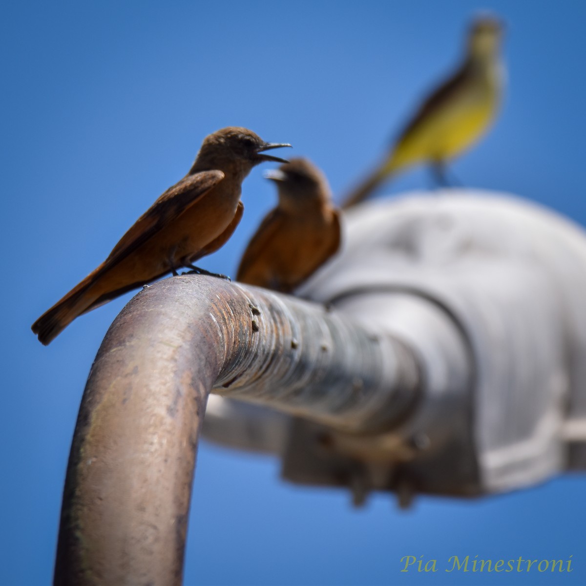 Moucherolle hirondelle - ML626190370