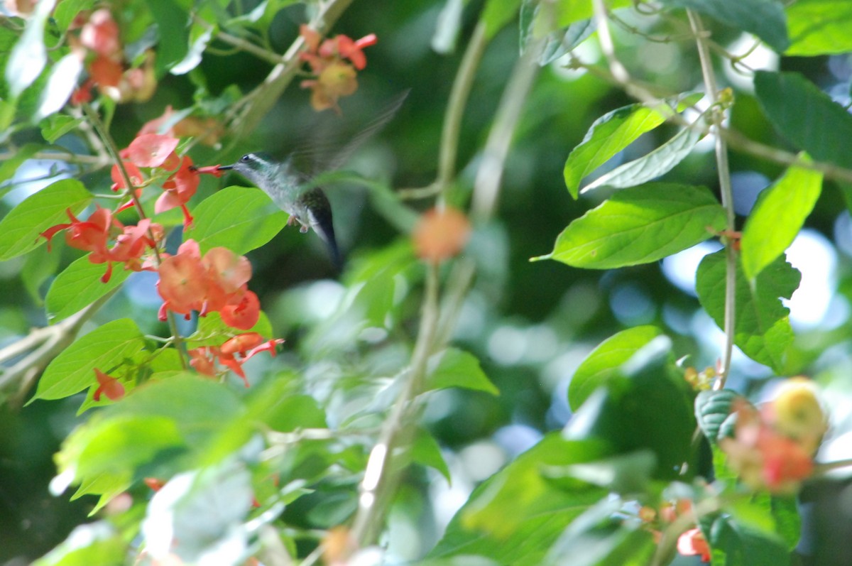 Colibri de Sybil - ML626190530