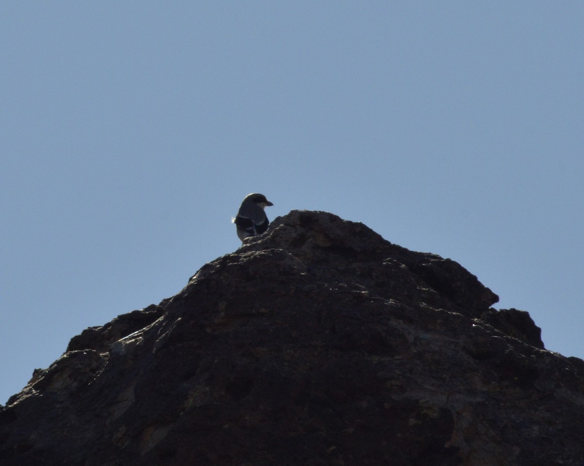 Loggerhead Shrike - ML626191092
