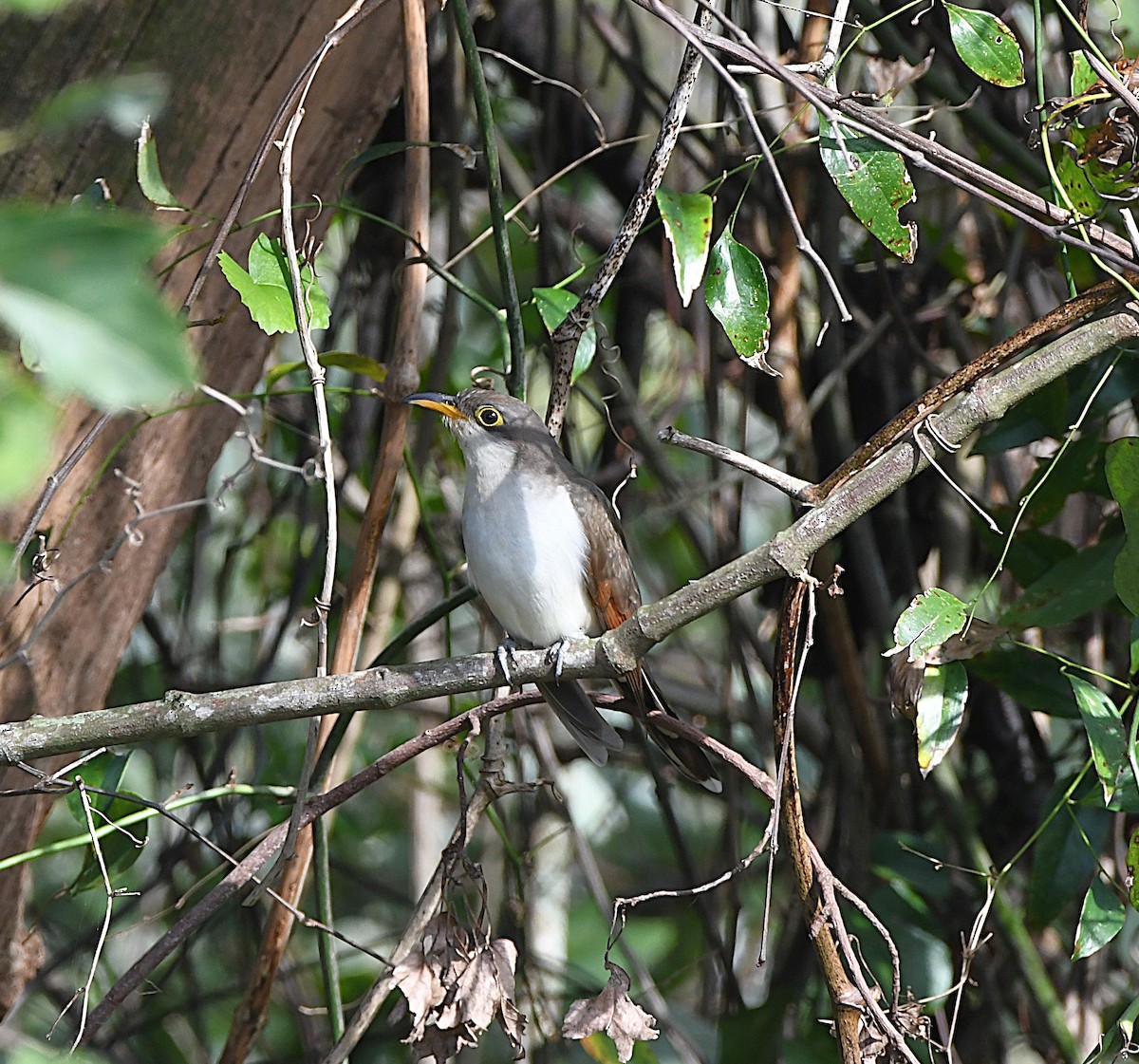 Yellow-billed Cuckoo - Pratibha Singh