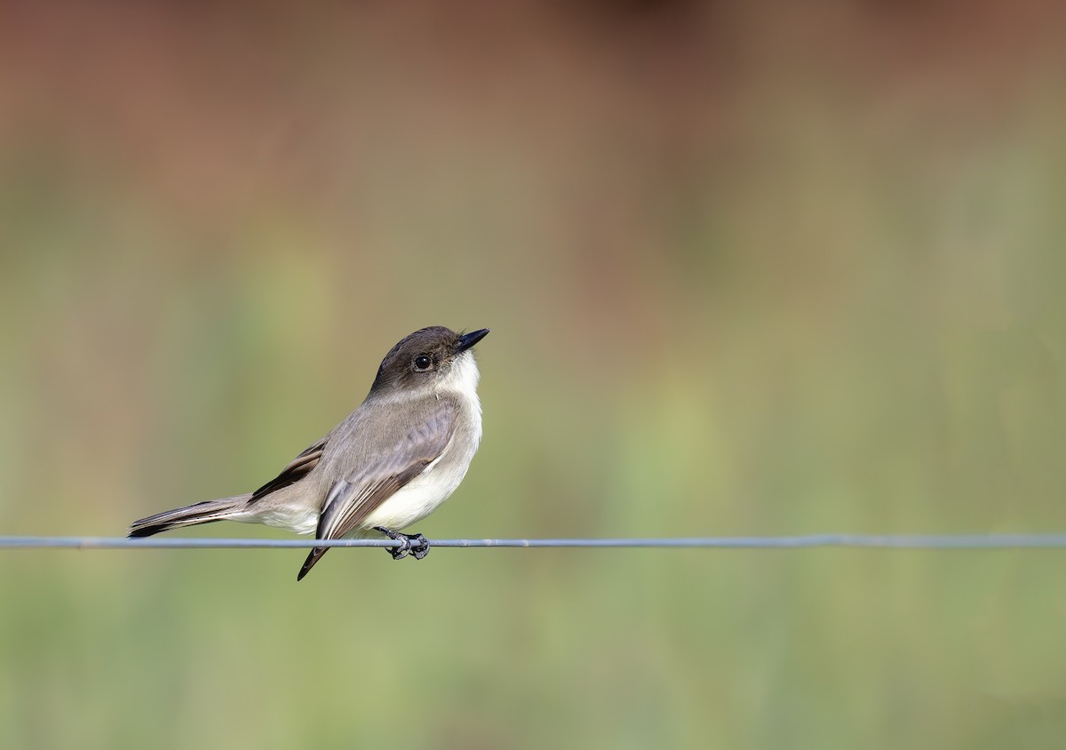 Eastern Phoebe - ML626191135