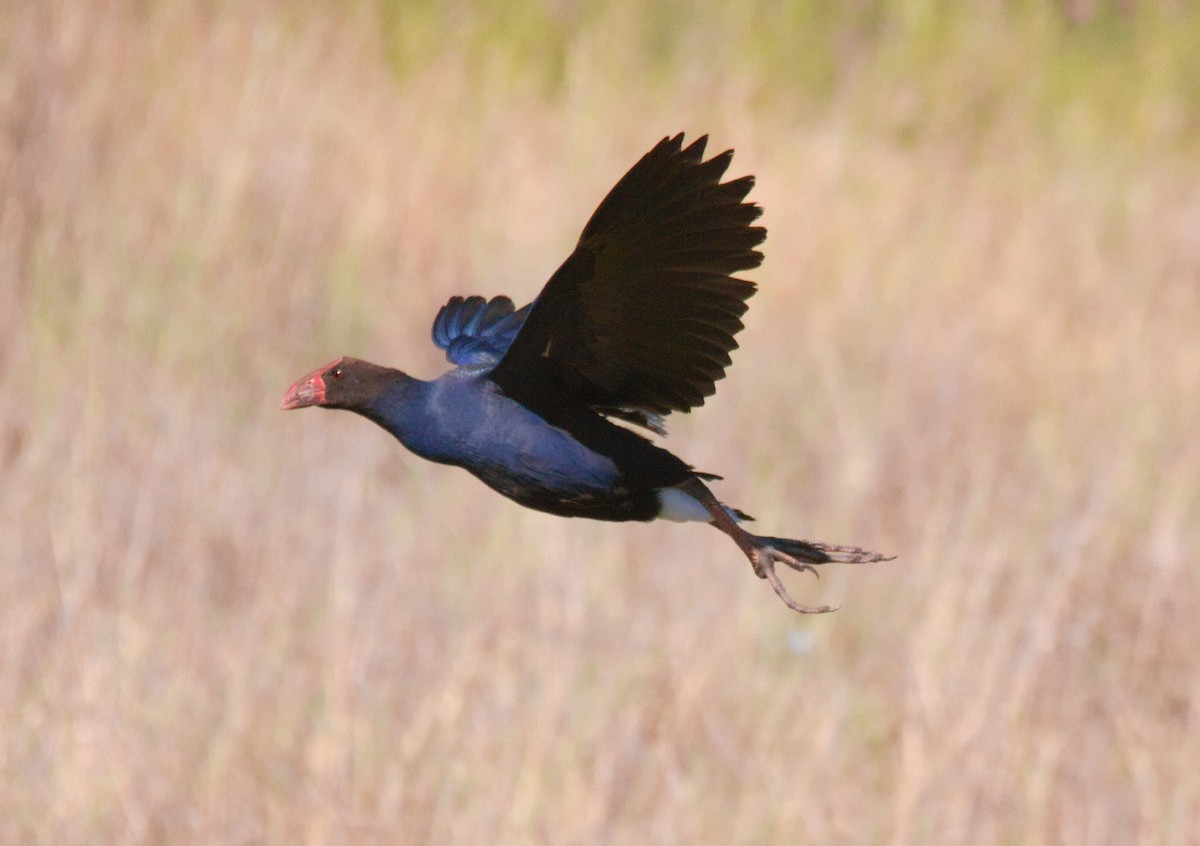 Australasian Swamphen - ML626191307