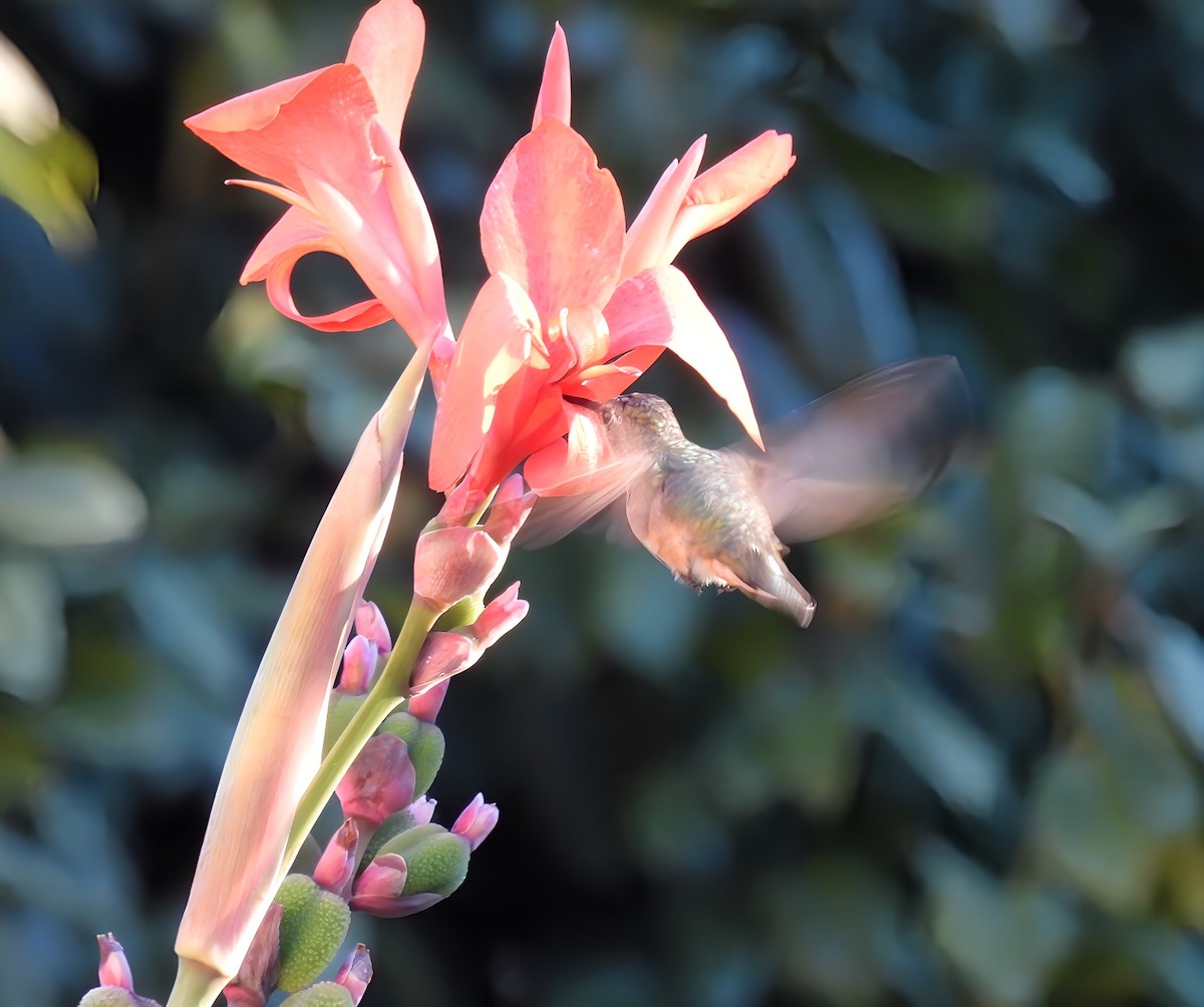 Rufous/Allen's Hummingbird - ML626191354