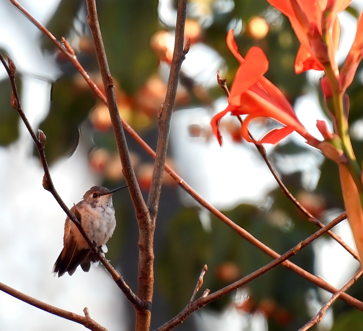 Rufous/Allen's Hummingbird - ML626191355