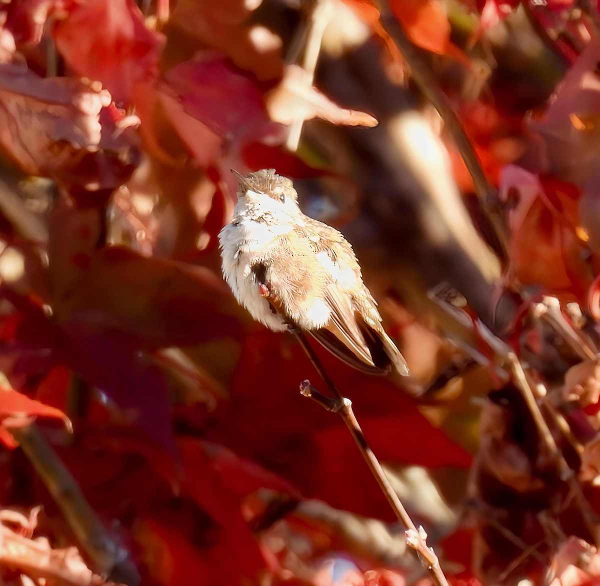 Rufous/Allen's Hummingbird - ML626191356