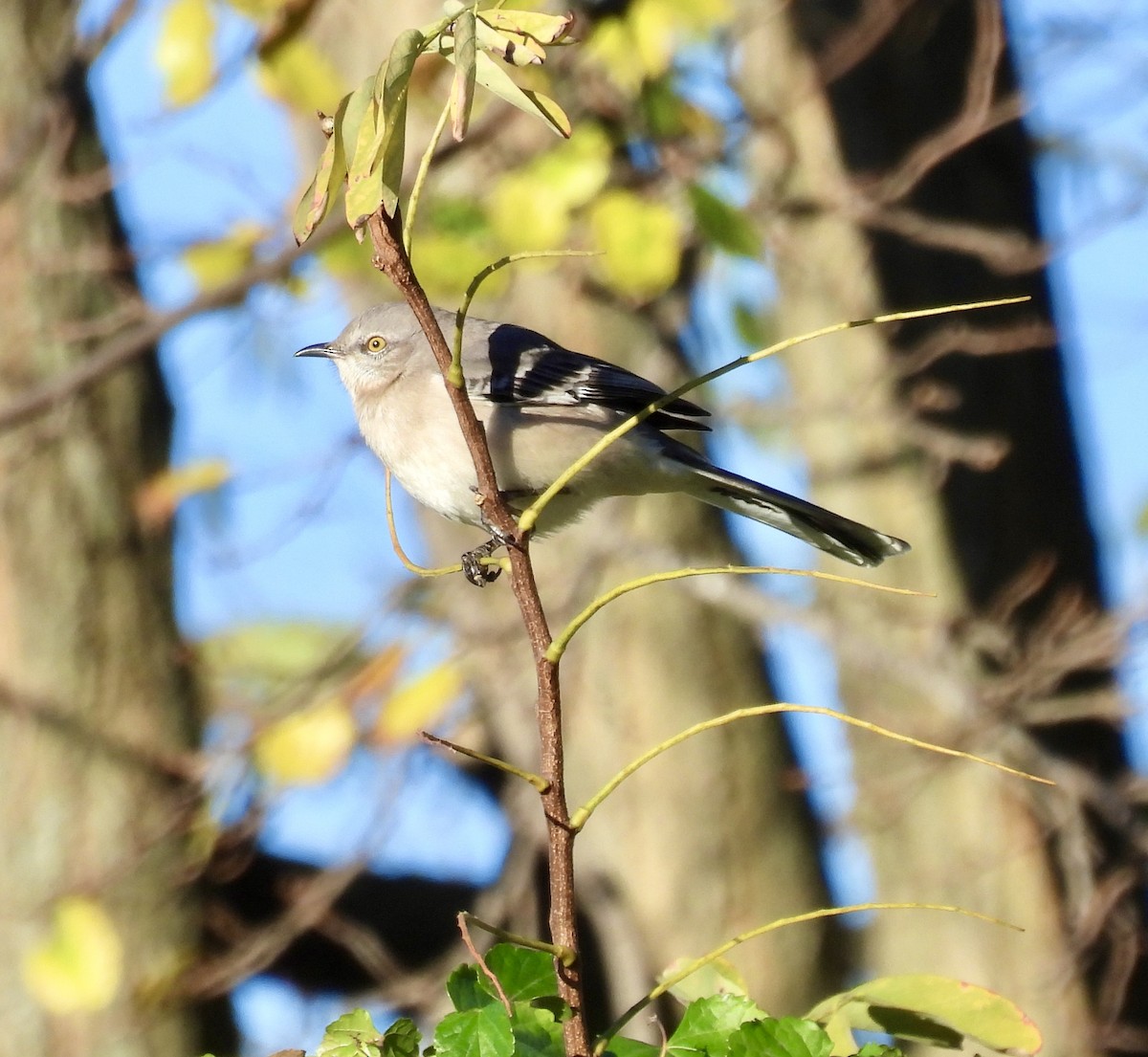 Northern Mockingbird - ML626191377
