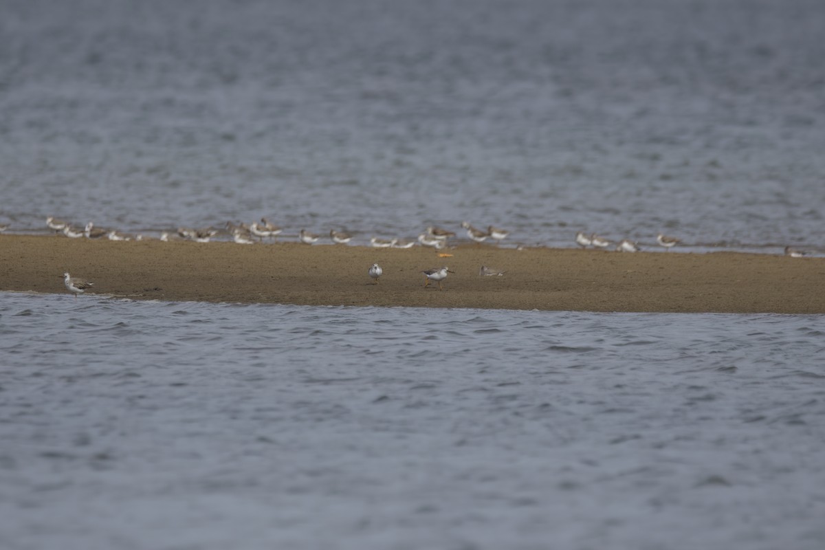 Матигар хөгчүү - ML626191545