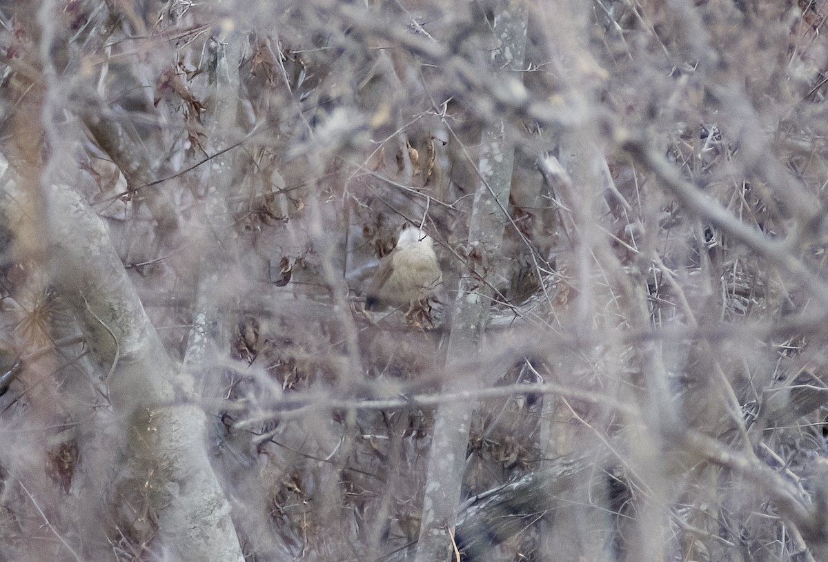 Bolivian Earthcreeper - ML626191801