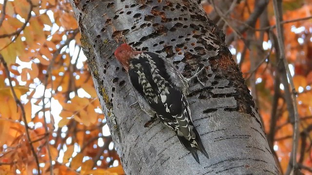 Pic à poitrine rouge - ML626191818