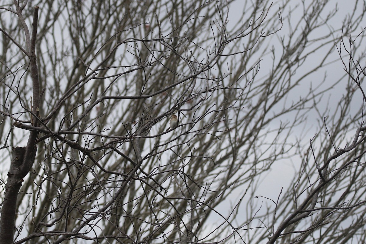 Clay-colored Sparrow - ML626191933