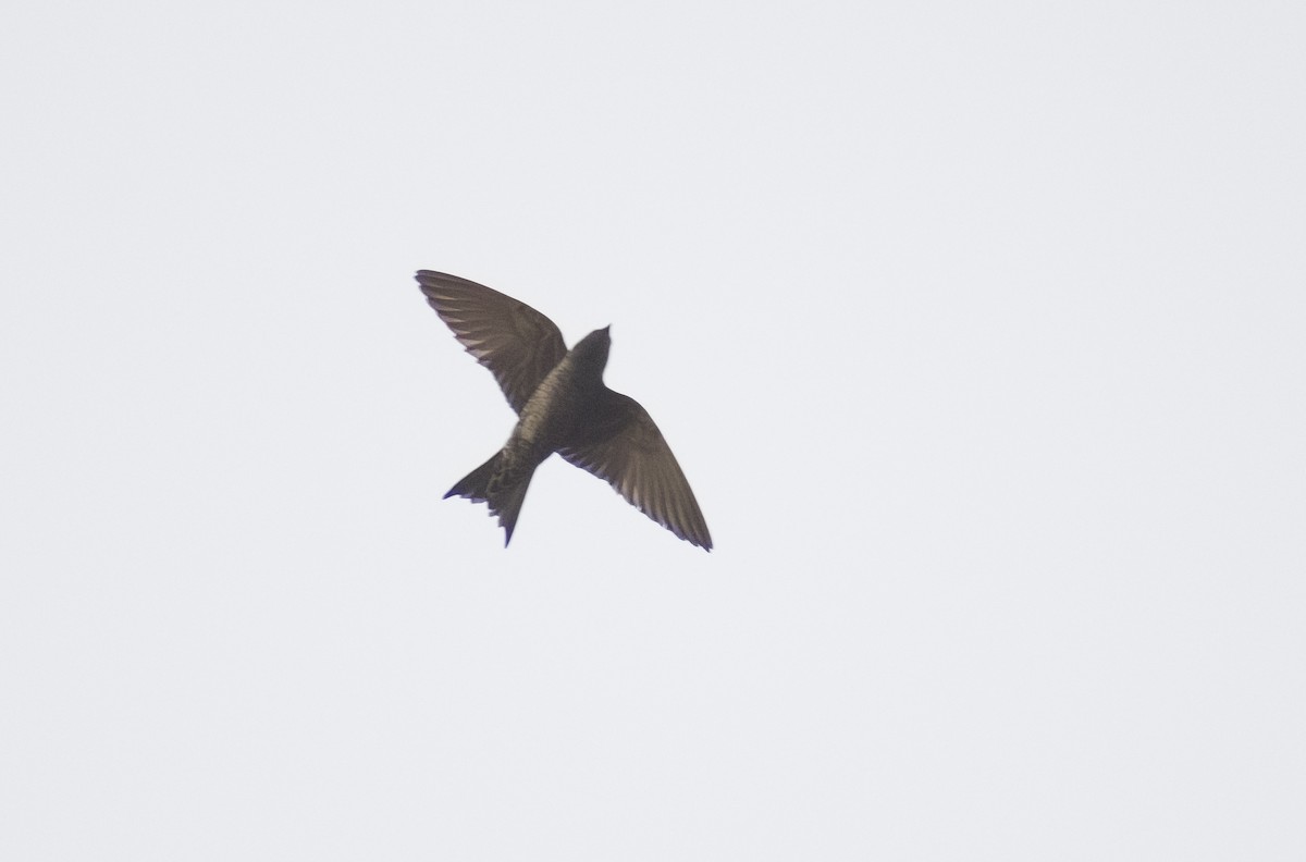Hirondelle gracieuse - ML626191948