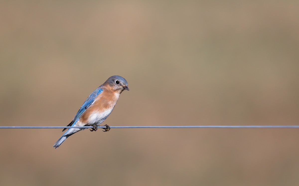 Eastern Bluebird - ML626192091