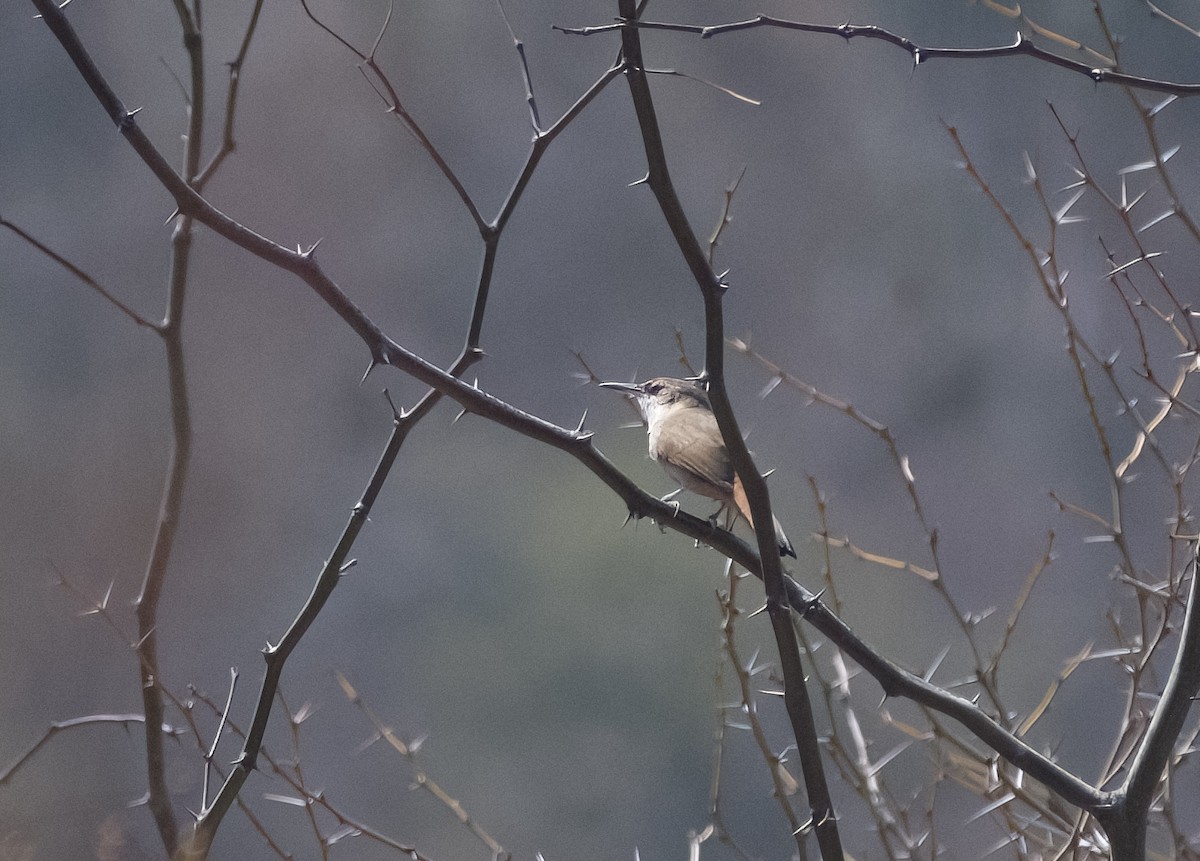 Bolivian Earthcreeper - ML626192204