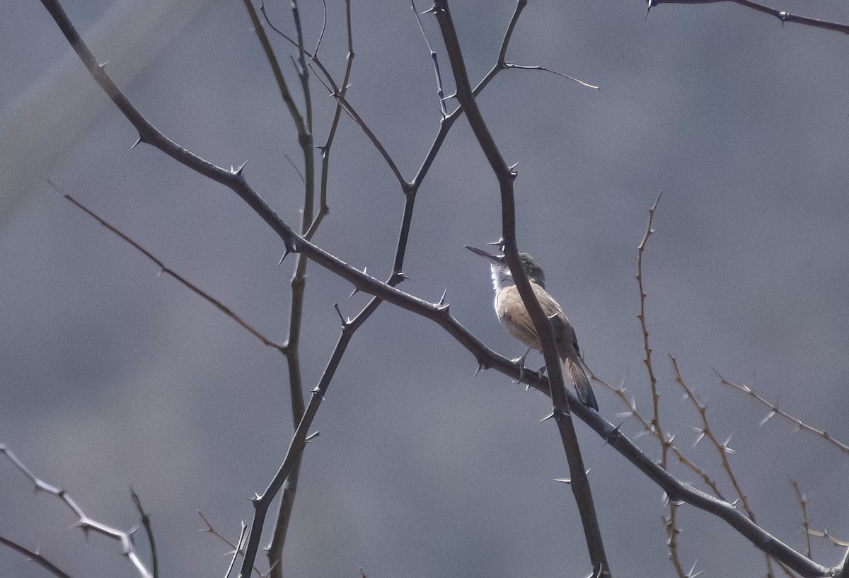 Bolivian Earthcreeper - ML626192205