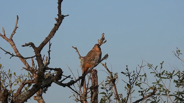 Canyon Towhee - ML626192226