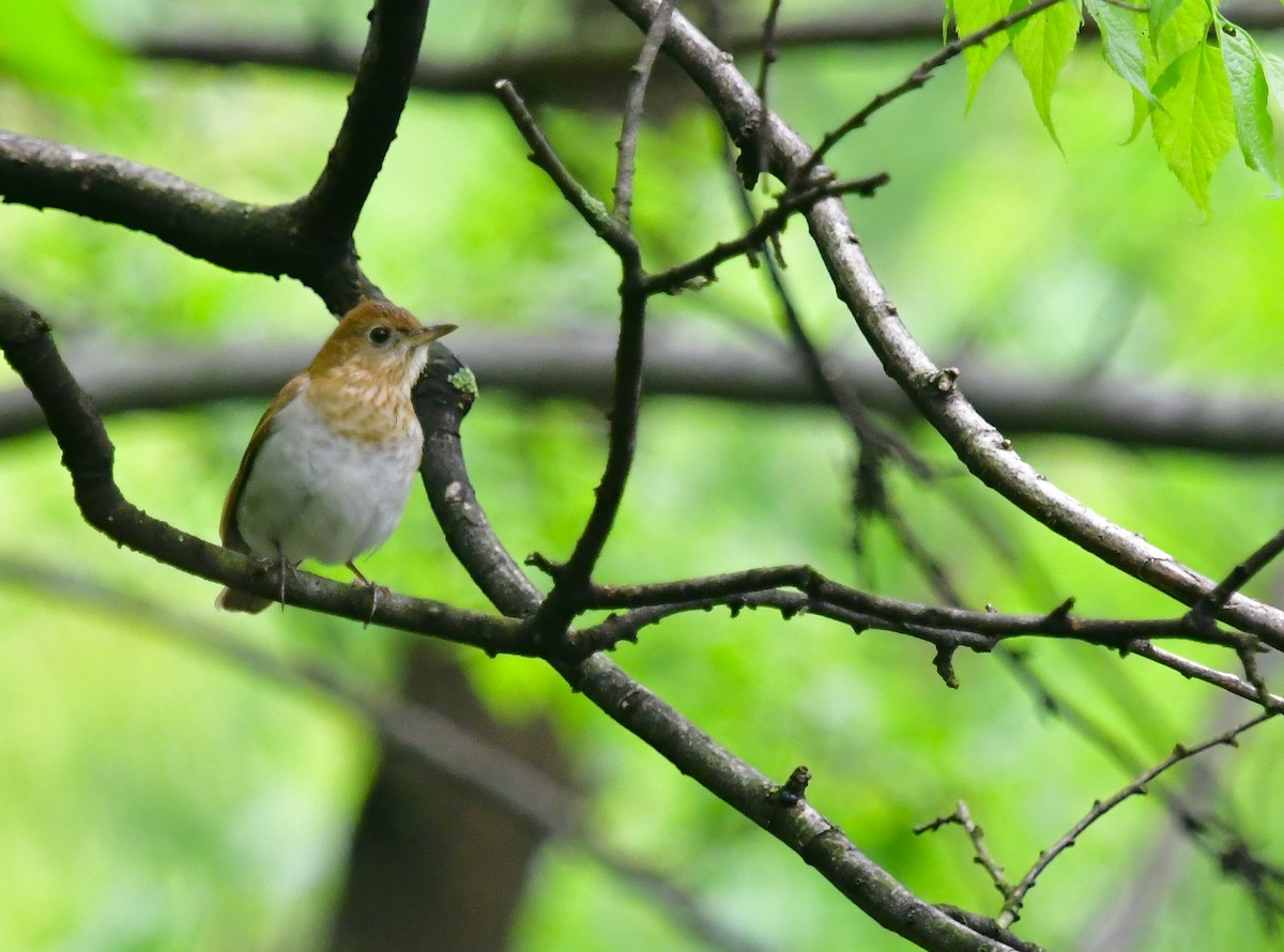 Veery - ML626192269