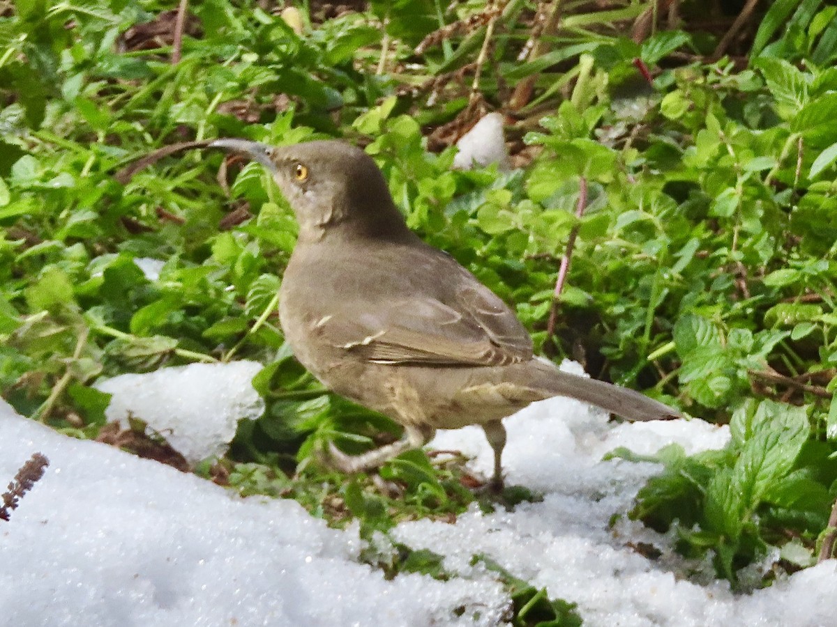 Curve-billed Thrasher - ML626192383