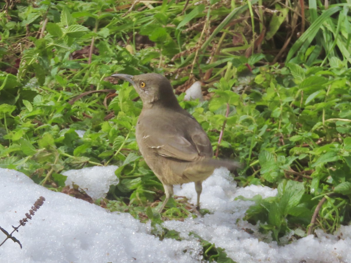 Curve-billed Thrasher - ML626192384