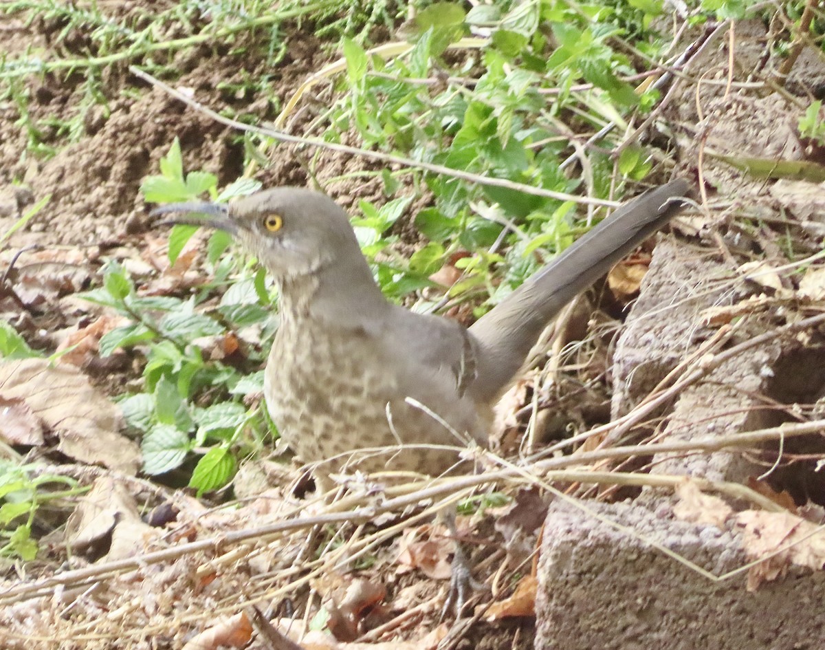 Curve-billed Thrasher - ML626192385