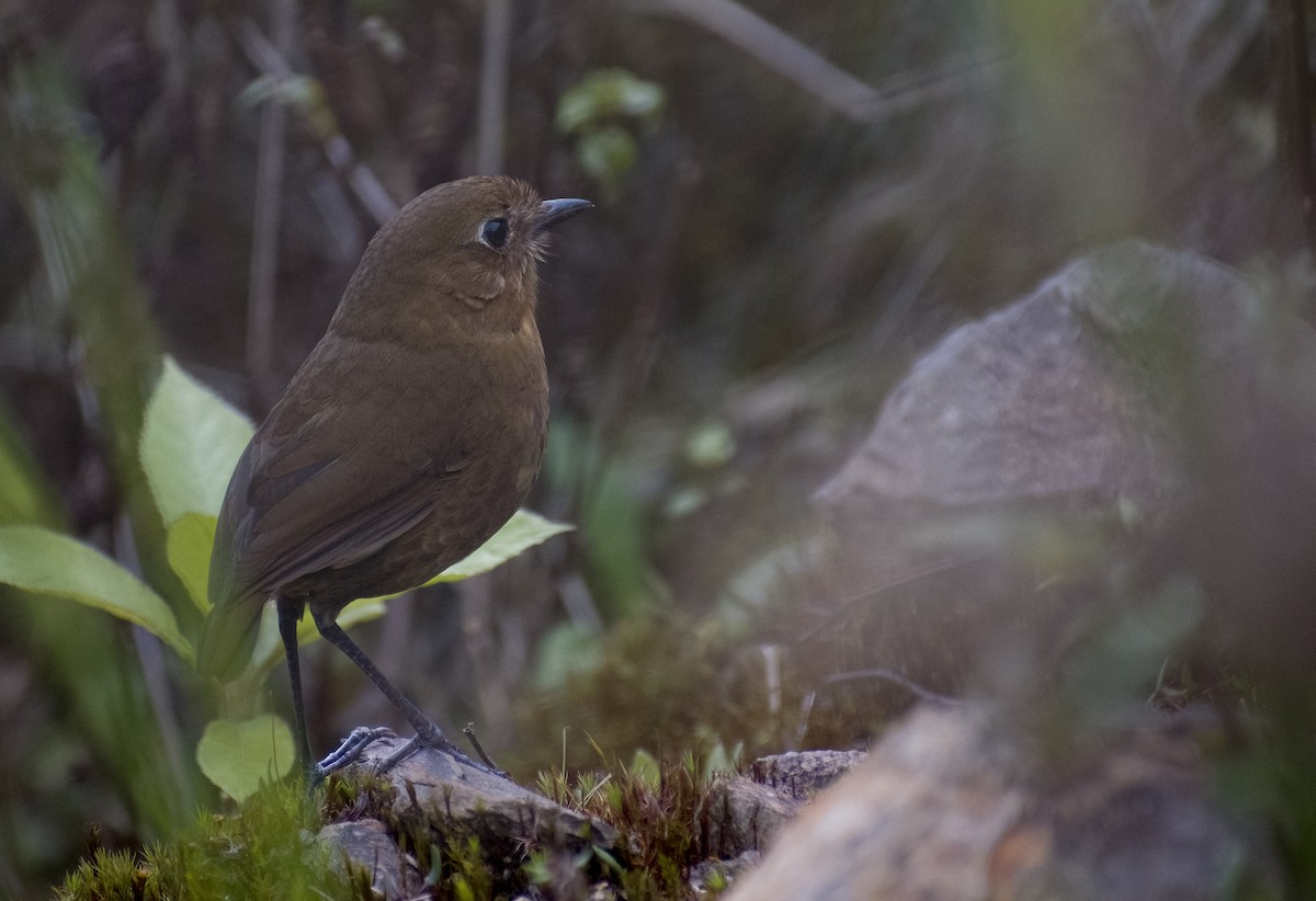 Bolivian Antpitta - ML626192458