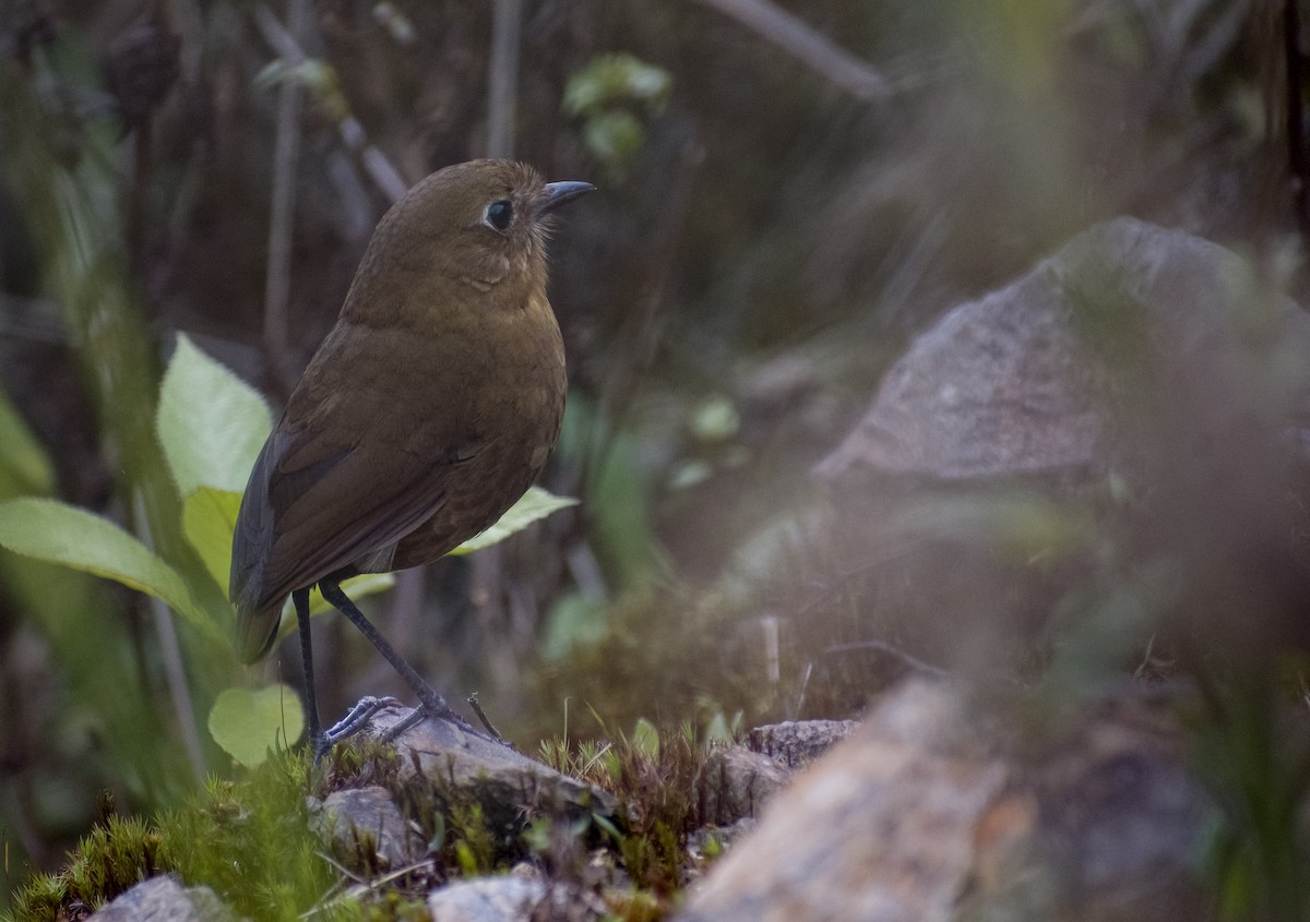 Bolivian Antpitta - ML626192460