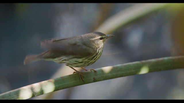 Northern Waterthrush - ML626192496