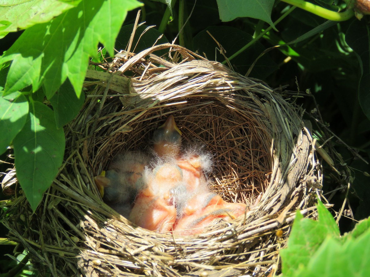 Dickcissel - ML62619251
