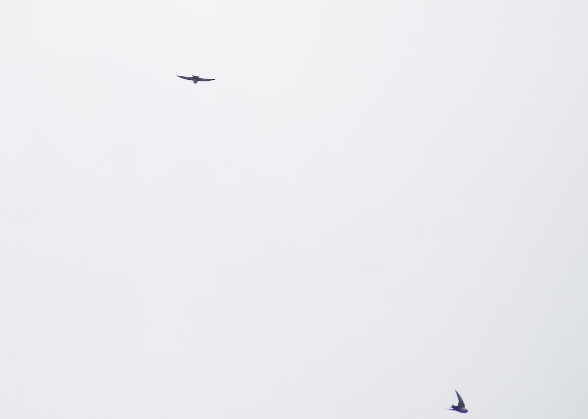 Pale-footed Swallow - ML626192968