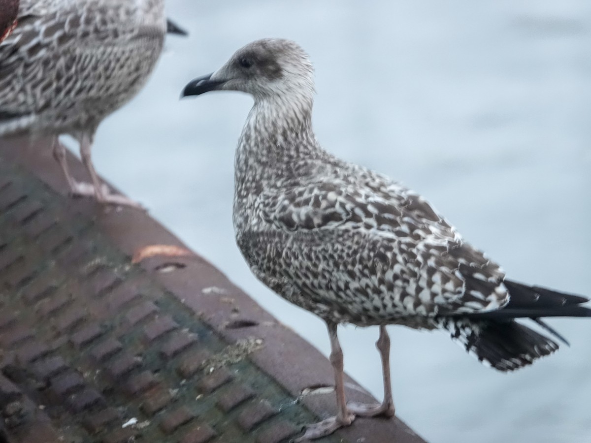Great Black-backed Gull - ML626192979