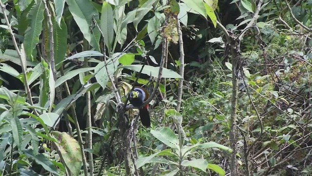 Toucan à capuchon - ML626193053