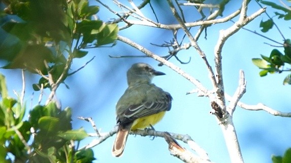 Couch's Kingbird - ML626193068